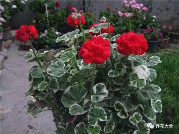 Pelargonaceous Pelargonaceous
