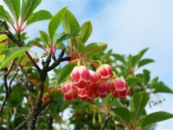 planting and propagation of Lantern trees