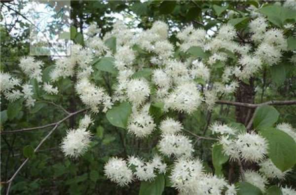 Weeds should be removed in time after the seedlings come out of the ground