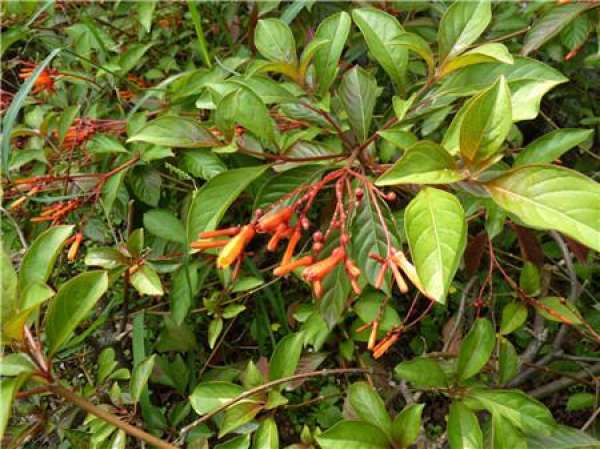 Carbendazim can be sprayed at the early stage of morbidity.