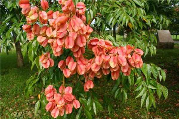 cutting propagation method of Luan tree