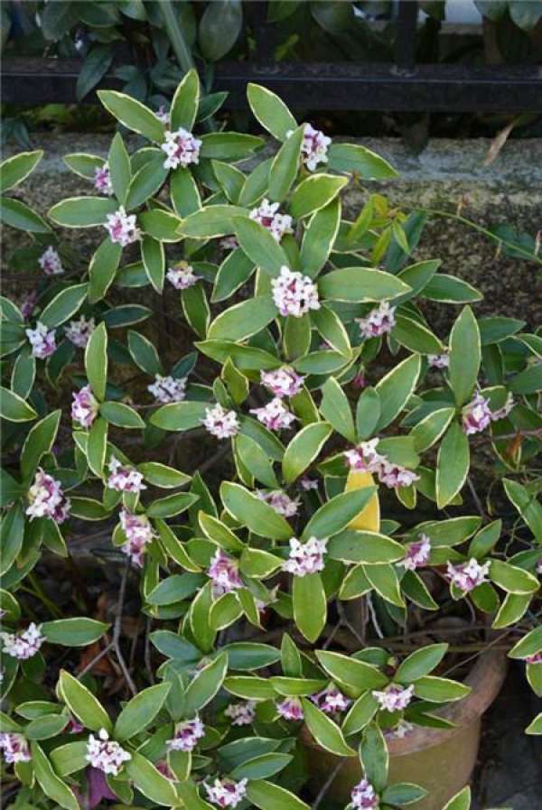 Daphne