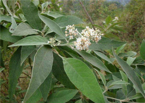 Buddleja officinalis