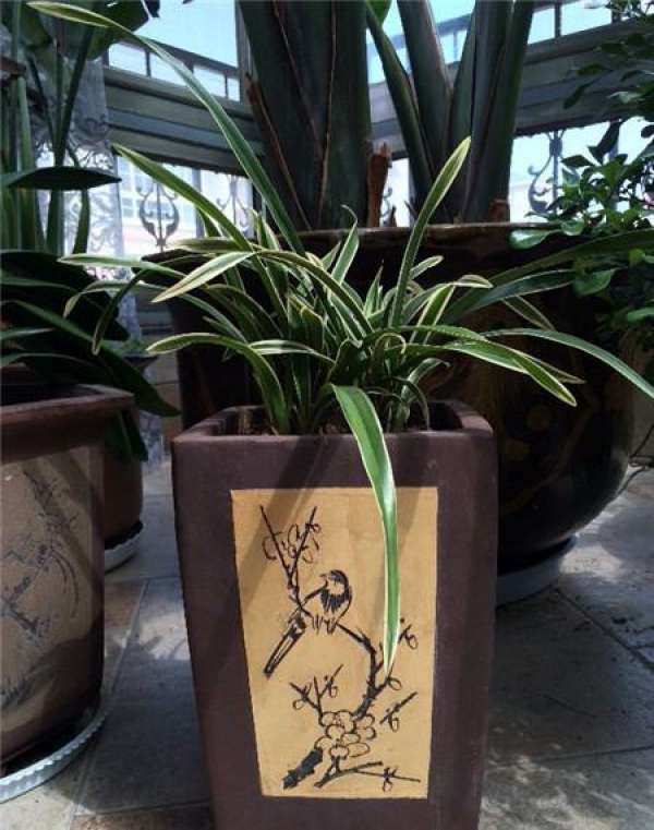 Maintenance of Chlorophytum comosum after Transplantation