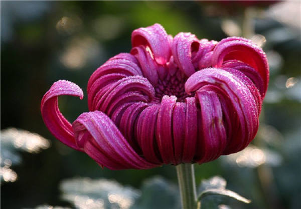 Matters needing attention in the cultivation of single chrysanthemum