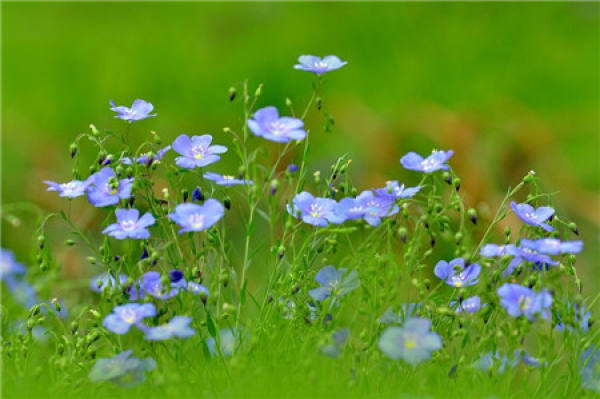 Florescence Control of Blue Flax
