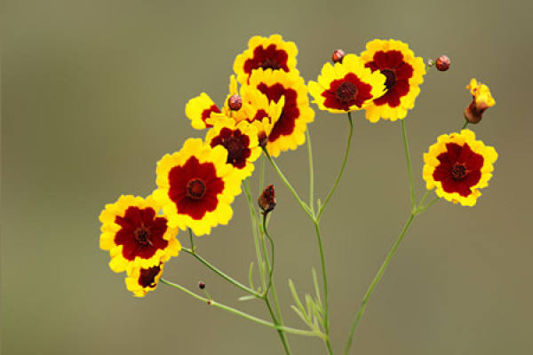 Chrysanthemum morifolium