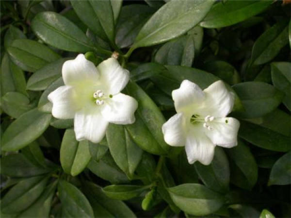 African jasmine