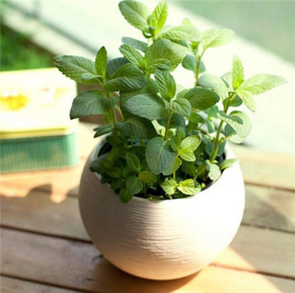 Peppermint is generally chosen for deep pots.