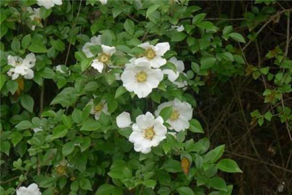 When does the Cherokee rose blossom?