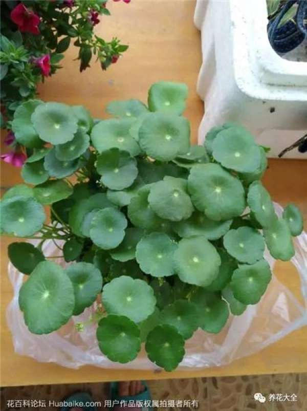 Herba Lysimachiae Christinae