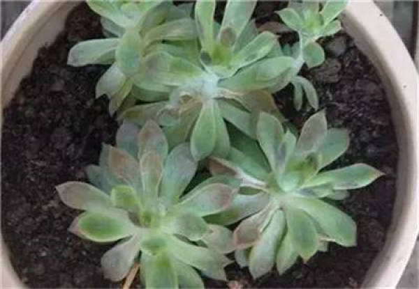 Succulent plant