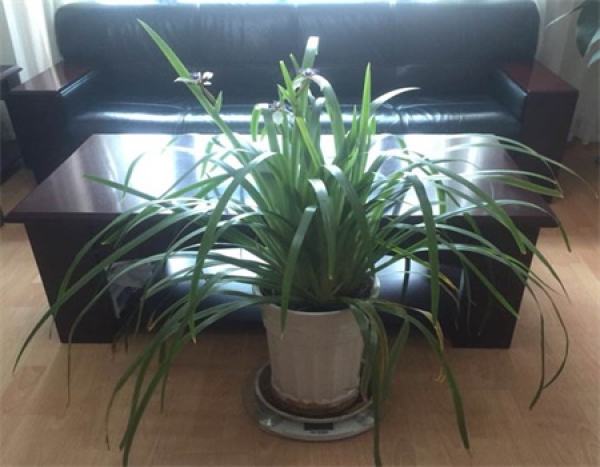 introduction to the Brazilian iris