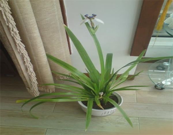 Other functions of Iris brasiliensi