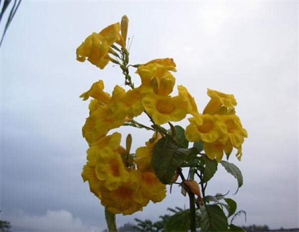 Other of yellow bell flower