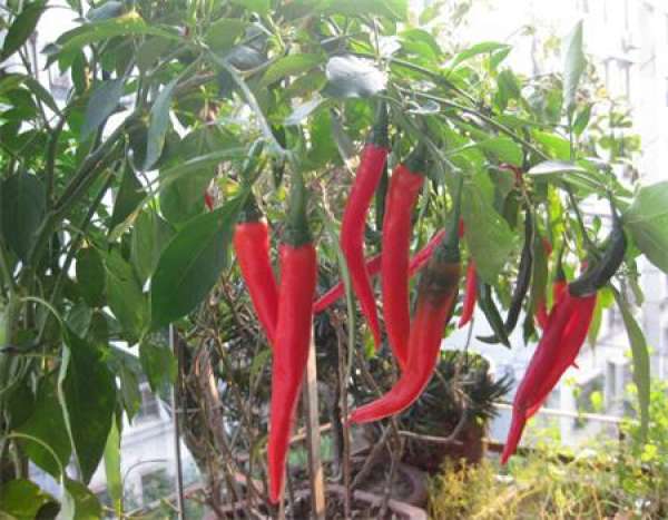Precautions for Chili
