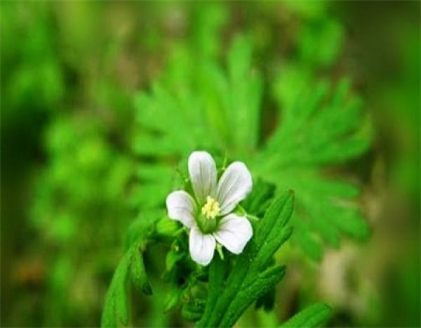Precautions for Geranium