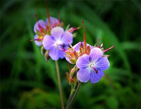 species of Geranium 1
