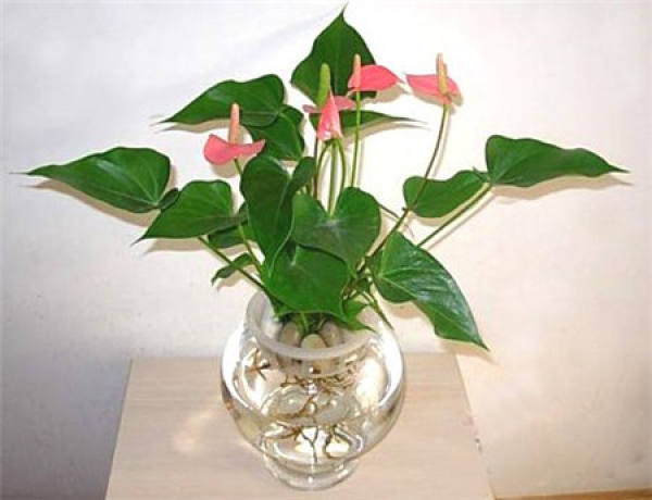 Hydroponic Anthurium