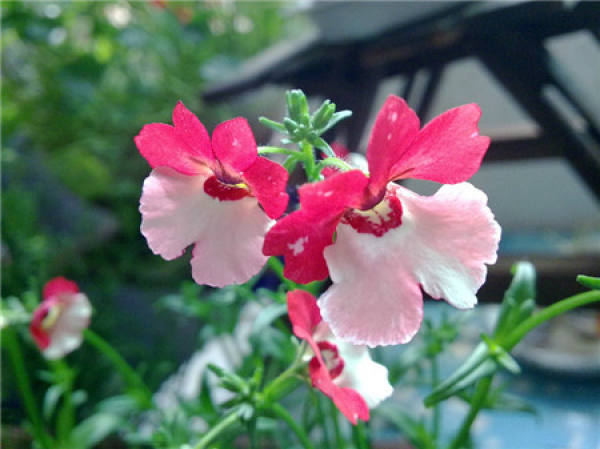 heart picking of longmianhua