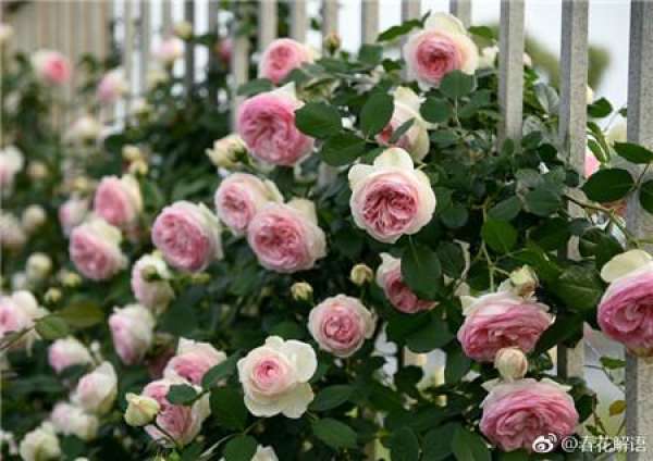 Chinese rose