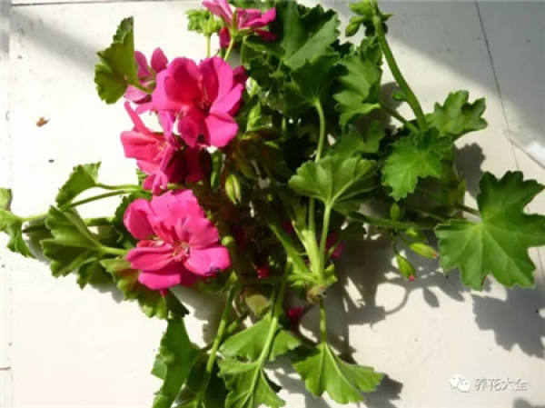 step 1 after rose flowering
