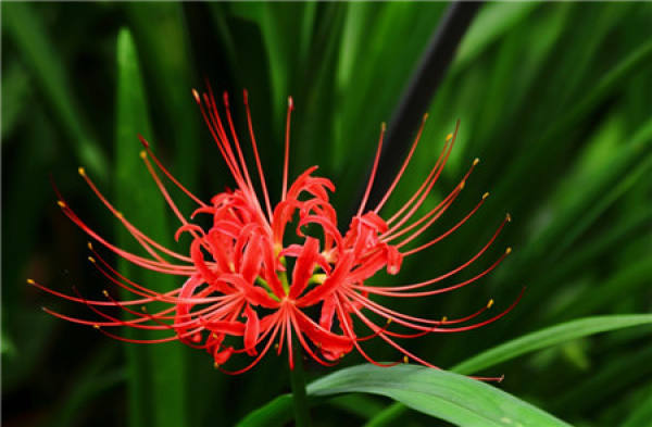 what is the other shore flower