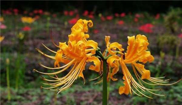 Suddenly smile is the other shore flower?