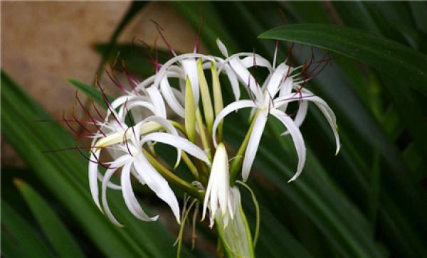white garlic