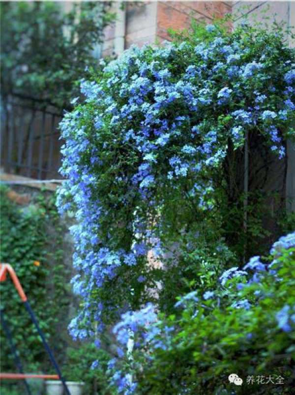 Blue Snowflake
