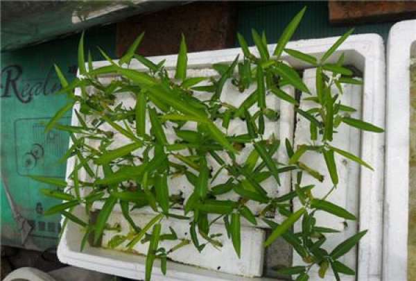 Water spinach