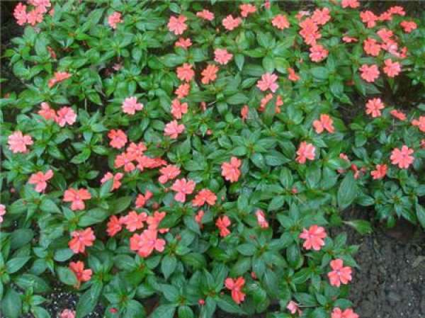 African impatiens