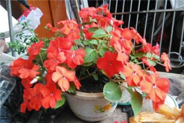 African impatiens