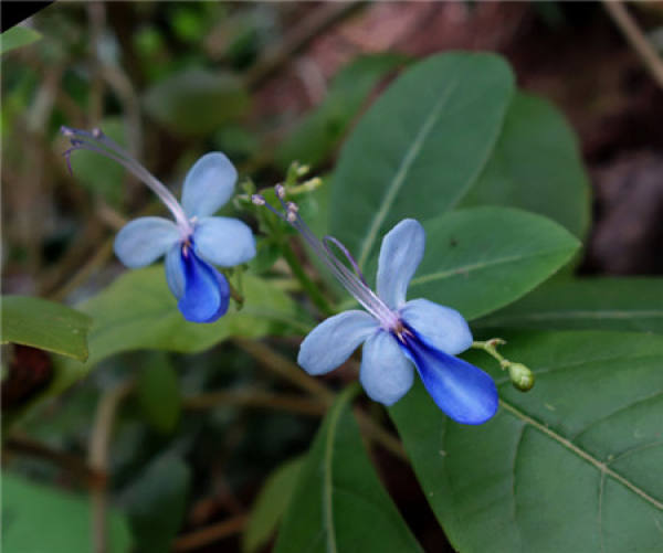 Blue Butterfly
