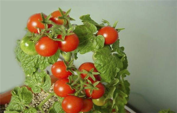 Tomato
