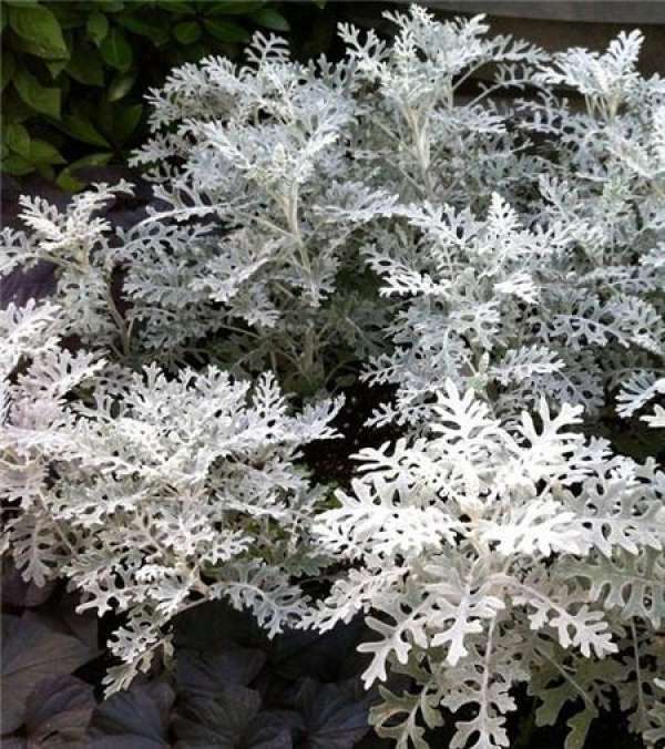 Is snow lotus poisonous? Can it be domesticated The Plant Aide