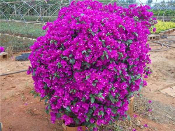 Triangle plum has a long flowering period and is highly ornamental.