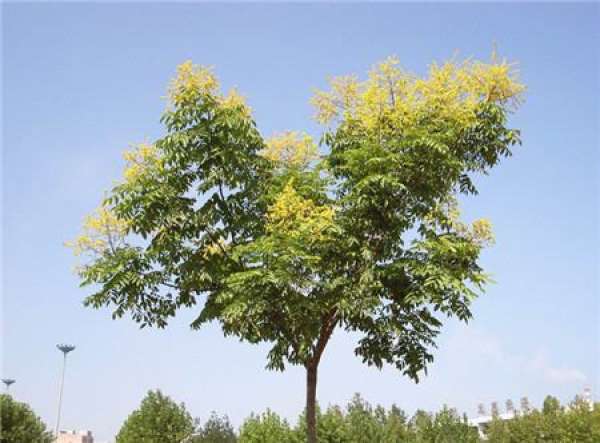 The Ornamental Value of Koelreuteria paniculata