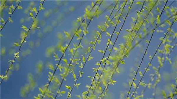 Pruning of weeping willow seedlings