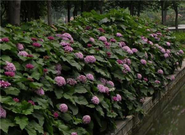 Insect Pests of Clerodendron bungei and Their Control