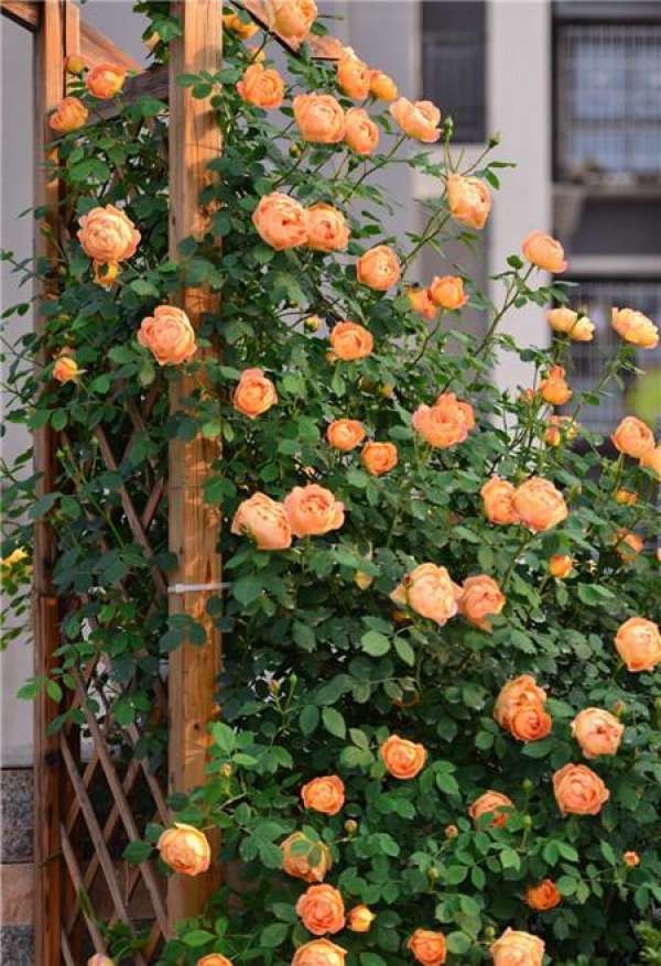 Chinese rose wall