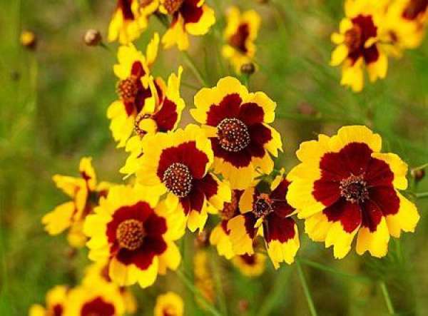 Matters Needing Attention in Cultivation of Chrysanthemum morifolium