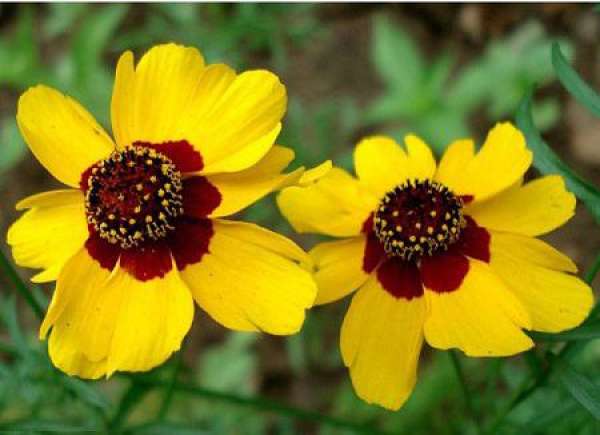 Florescence Control of Chrysanthemum morifolium