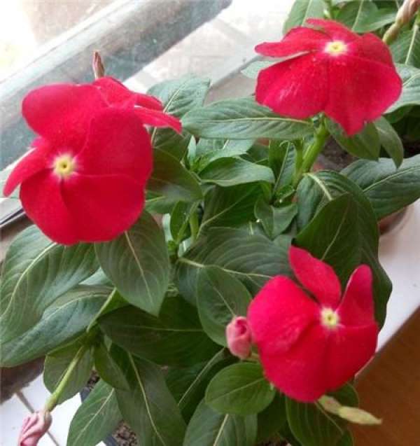 Watering of seeds after emergence
