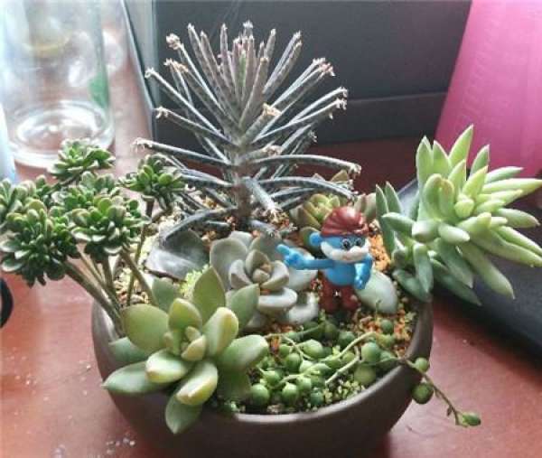soil configuration of exposed and succulent