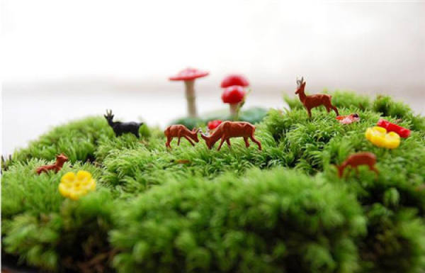Propagation methods of bryophytes