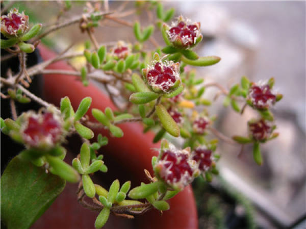 Winter watering of branch apricot