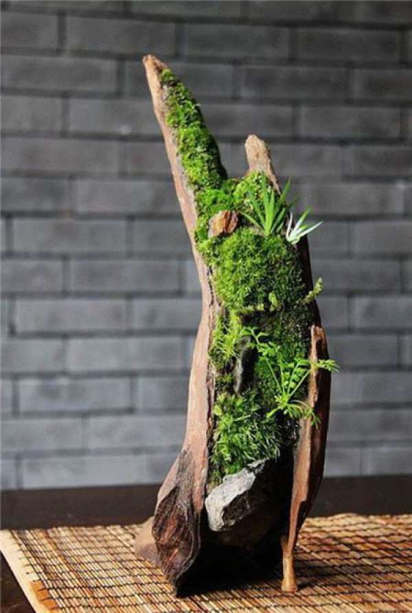 Points for attention in bryophyte micro-landscape culture