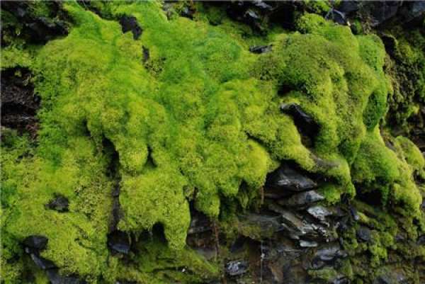 The right temperature for moss