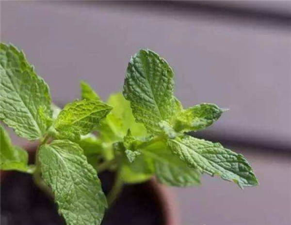 longevity flower